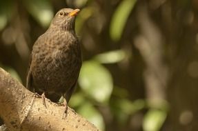 bird on a thick branch of a tree on a blurred background