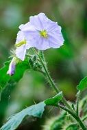 white garden flowers in summer