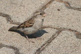 sparrow on the pavement