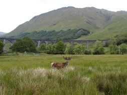 distant view of a concrete arched railway bridge