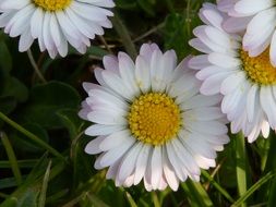 Yellow and white daisy flowers in summer