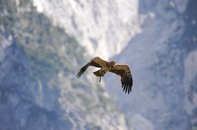 bird of prey hunting in the background of the mountains