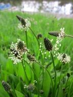 flowering of the plantain on a green meadow