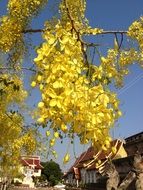 bright yellow plants in nature