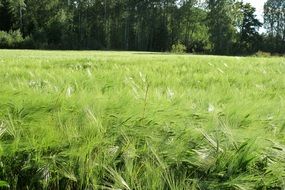 green wheat field near the forest