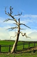 tree dry branches