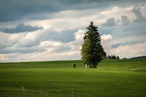 lonely firtree on a pasture in bavaria