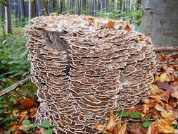 mushrooms like a mountain in the forest