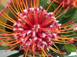Close-up of the beautiful white and pink Leucospermum flower