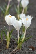 white snowdrops closeup