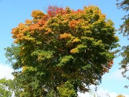 forest autumn tree