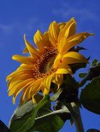 sun flower nature nature