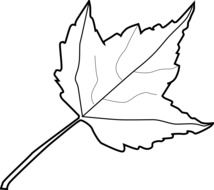 leaf plants nature as a drawing