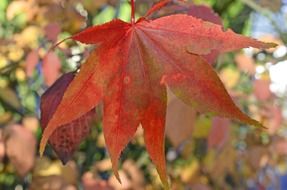 red autumn leaf in spots close up