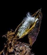 cotton seeds