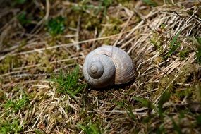 shell on dry grass