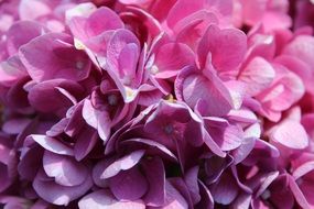 perfect flowers petals violet