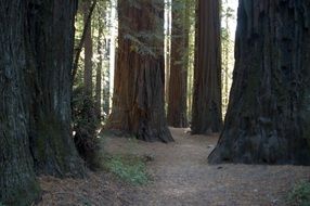 california giant redwoods