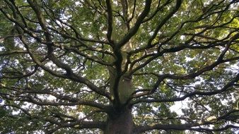 part of wide oak tree, bottom view