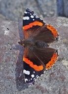 wild butterfly on the stone