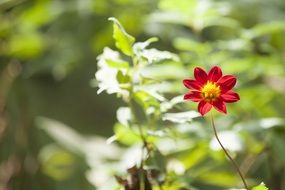 fresh red flower in a garden