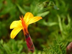 yellow flower on a background of green plants