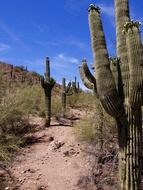 huge desert cacti in Arizona