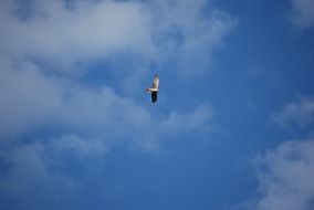 bird in high flight in the blue sky
