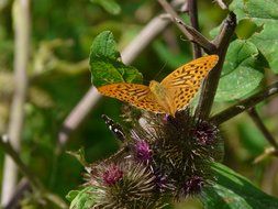 big beautiful butterfly on the burdock