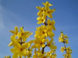 gold lilac forsythia