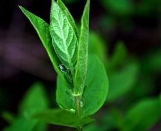 plant leaf, drops of rain close-up on blurred background