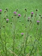 thistle bloom on a green meadow