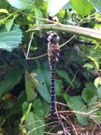 dark dragonfly among plants close-up