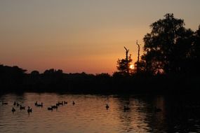 a flock of ducks in river at the sunset