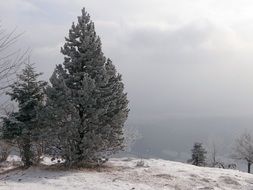 fir winter snow