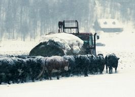 cattle near a truck with straw