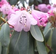 fresh pink rhododendron buds