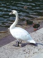 swan ducks