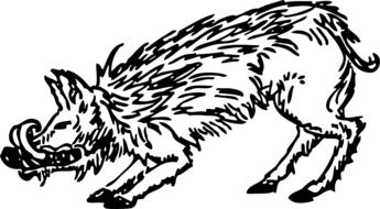 black and white drawing of a wild boar in Africa at white background