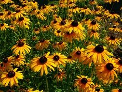 field with yellow daisies