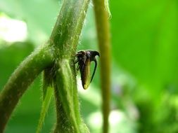 planthopper, small green insect close up