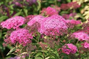 bush with pink flowers in nature