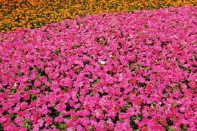 pink flower field