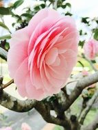pale rose in bright light