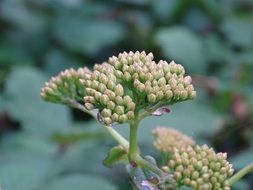 flower buds in a forest