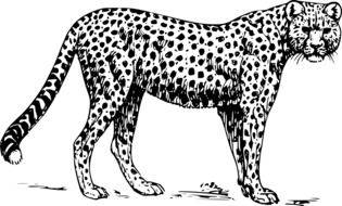 leopard ,mammal drawing