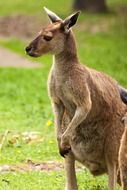 marsupial kangaroo in wildlife park in Australia