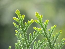 cedar leaves close up