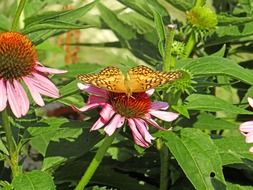 butterfly on a coneflower in a garden