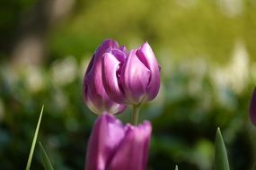 tulip flower in the summer garden